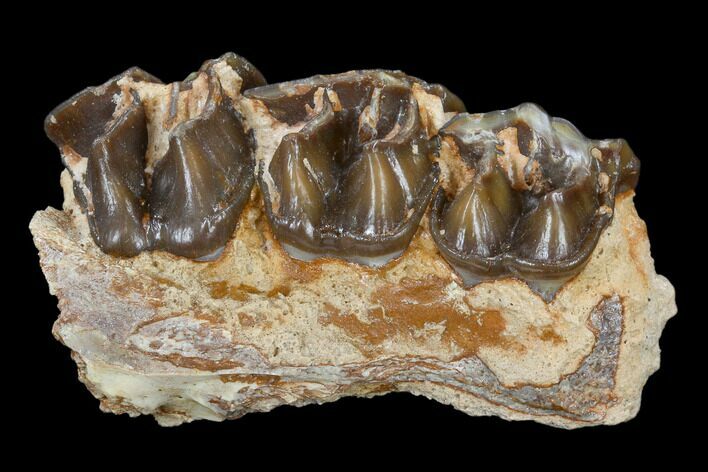 Running Rhino (Hyracodon) Jaw Section - South Dakota #113610